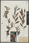 Foto von Salix alba L.